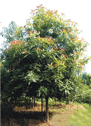 刨花楠_刨花楠供应_浙江开化绿景花木有限公司_中国园林网