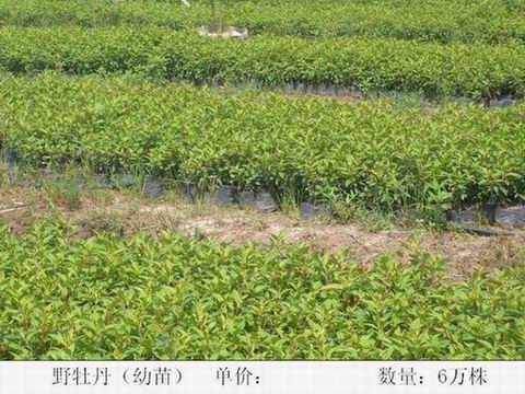 野牡丹(幼苗)_野牡丹(幼苗)供应_湛江市麻章区崇德园林花木场_中国