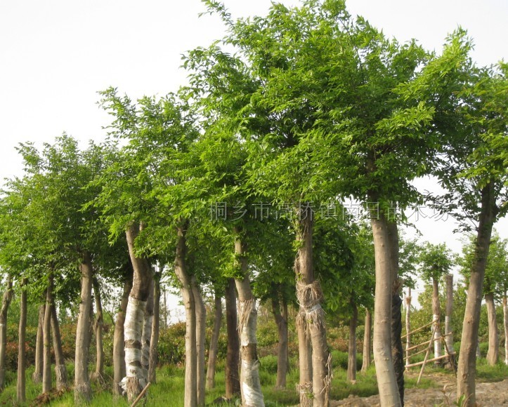 朴树盆景朴树盆景图片大全厚朴树