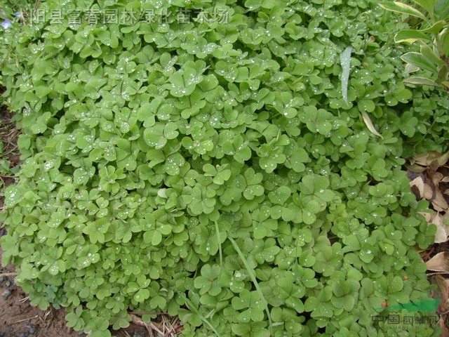 地被植物马蹄筋,马蹄筋种子,别名:金钱草,马蹄金,马蹄经