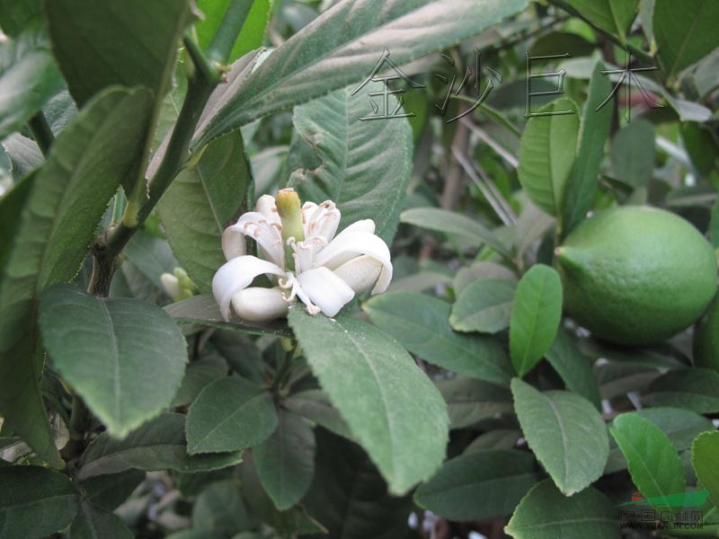 香橼(四季开花四季结果,金桂丹桂20-30cm小苗