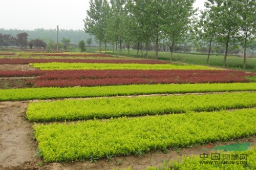 供应色块小苗_供应色块小苗供应_山东夏津一鸣精品绿化苗木基地_中国