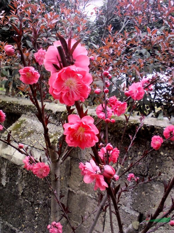 桃花树供应_桃花树供应供应_湖南建辉苗圃_中国园林网