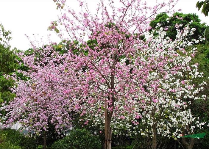 佛山禅城已进入宫粉紫荆花期,赏花正当时