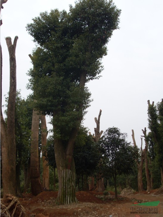 供应重庆香樟树,北京香樟树,上海香樟树,天津香樟树.