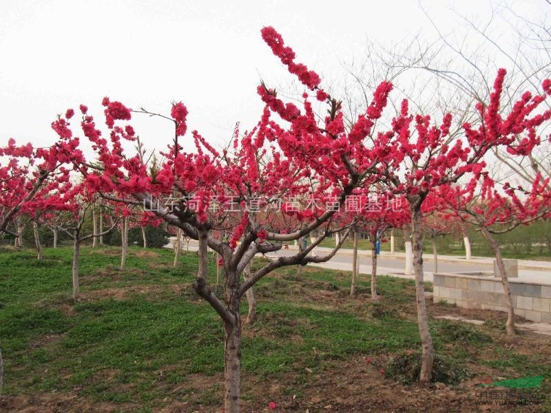 碧桃树苗_碧桃树苗供应_山东菏泽王道沟苗木苗圃基地_中国园林网