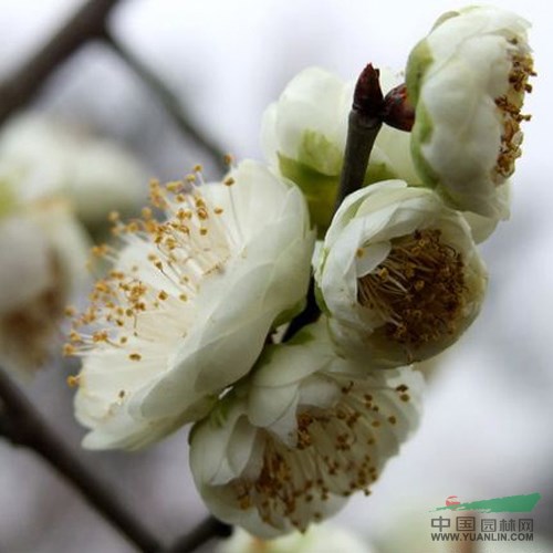 金钱绿萼梅-盆栽梅花的水肥管理 梅花栽培技术