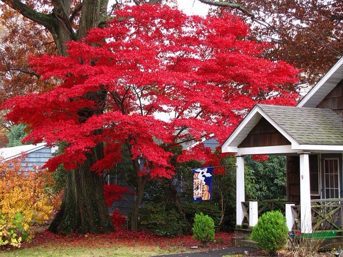 三季红红枫树种植四季红枫红枫树种植五季红枫红枫树种植