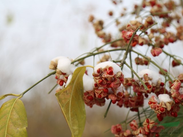 大叶丝棉木,一种抗冻性极强的美丽景观绿化树种