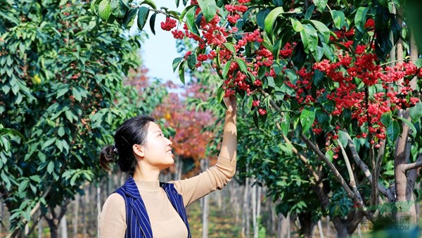 山东淄博凯创园林碧树成荫,绿化苗木生机盎然