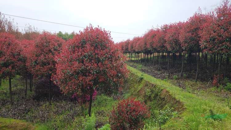 湖南长沙苗圃出售6-7公分高杆红叶石楠树