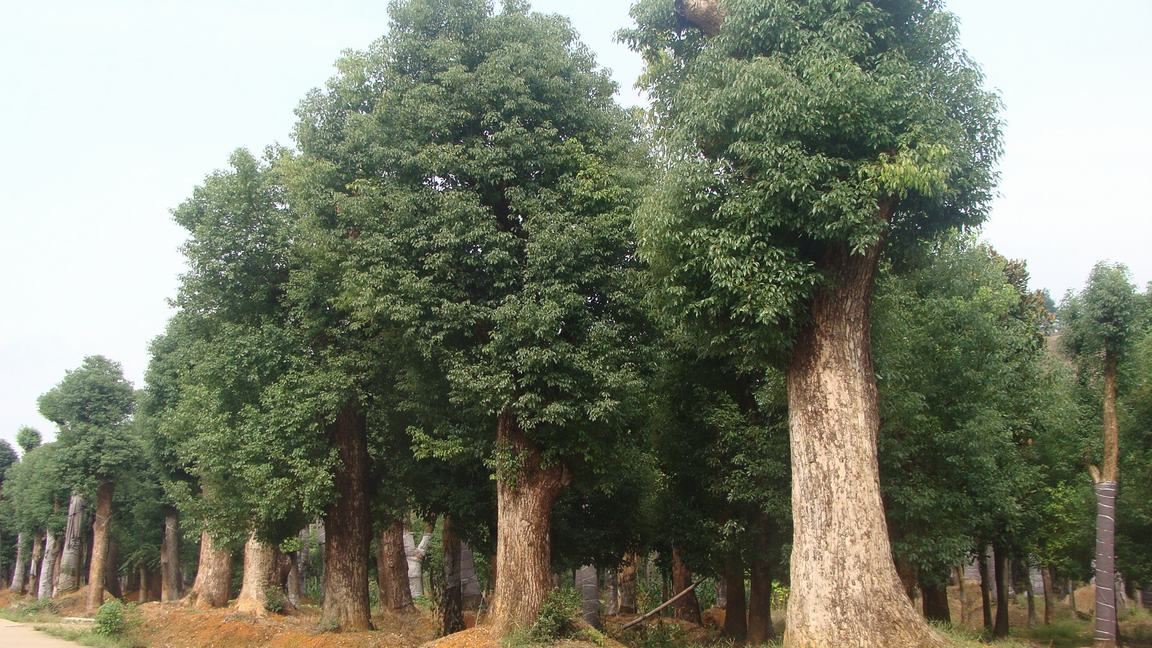 荆州市绿色丰华苗木种植专业合作社