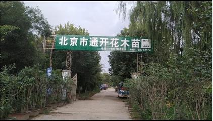 CQ9电子 CQ9传奇电子北京市通开花木苗圃(图1)