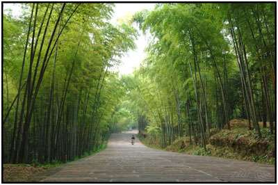 竹林大道