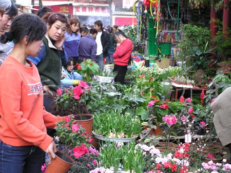 商人动态 >> 正文 年花生意火爆的景星花鸟市场      春节将至,昆明年