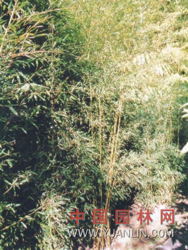 黄秆金竹
