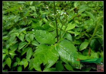 伞形科 鸭儿芹属 鸭儿芹  种  名:鸭儿芹 学   名:cryptotaenia