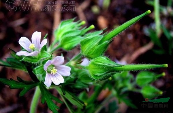 野老鹳草