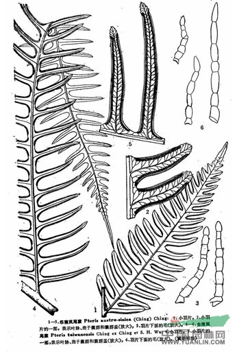 台湾凤尾蕨 