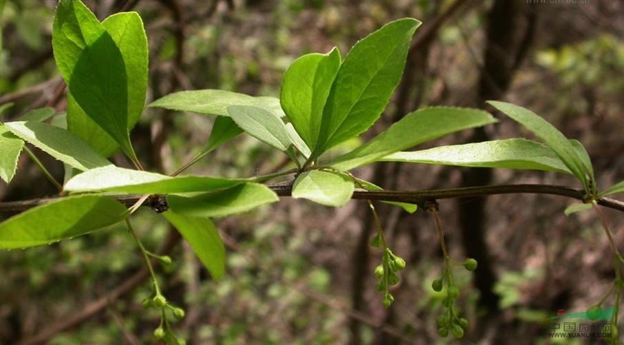 首阳小檗 