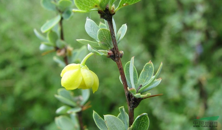 小檗科 淫羊藿属 芦山淫羊藿