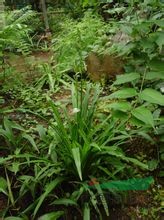 小鹭鸶草