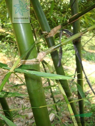 白节簕竹