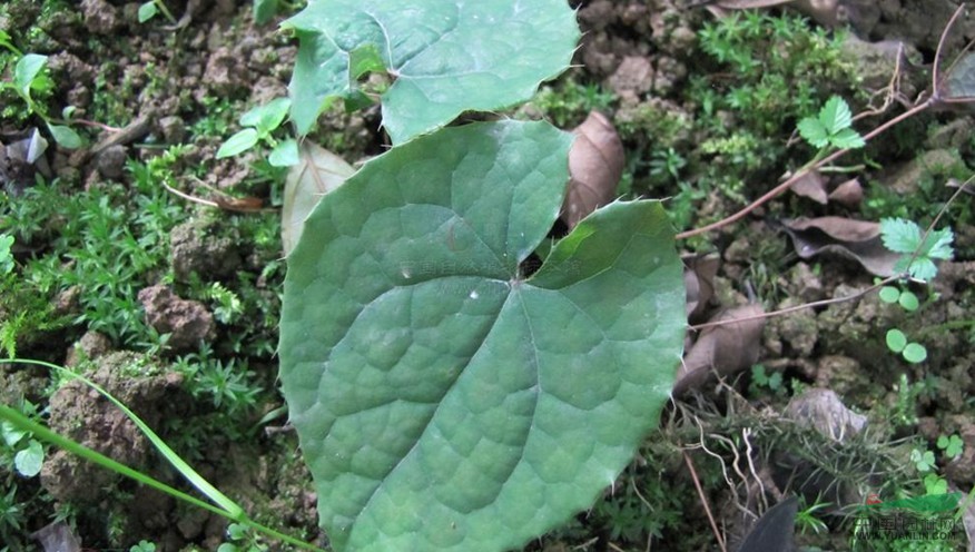 黔岭淫羊藿