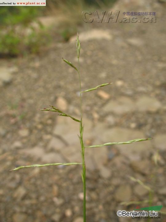 丛生隐子草