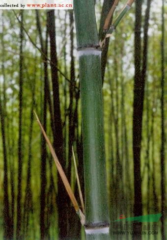 石绿竹