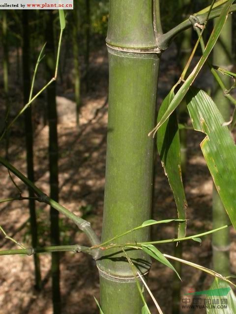 高节竹