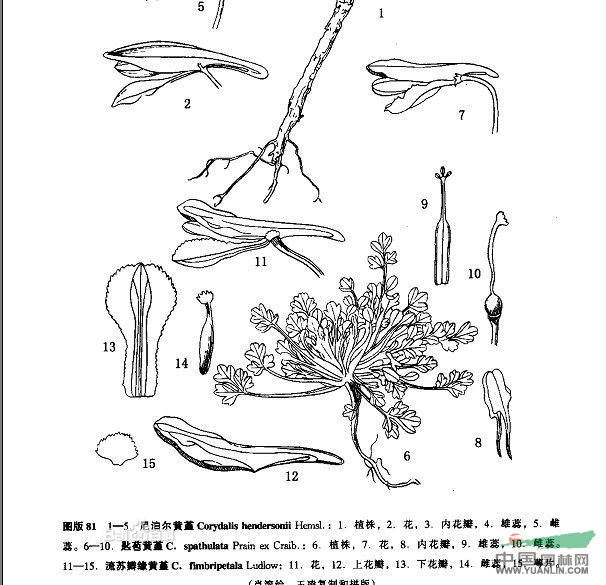 匙苞黄堇