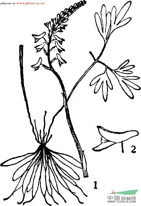 裸茎黄堇