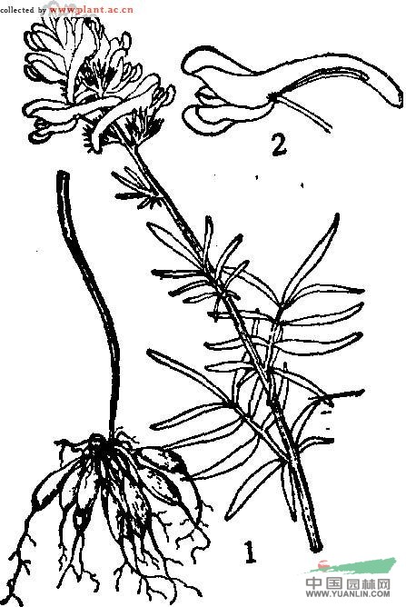 扇苞黄堇