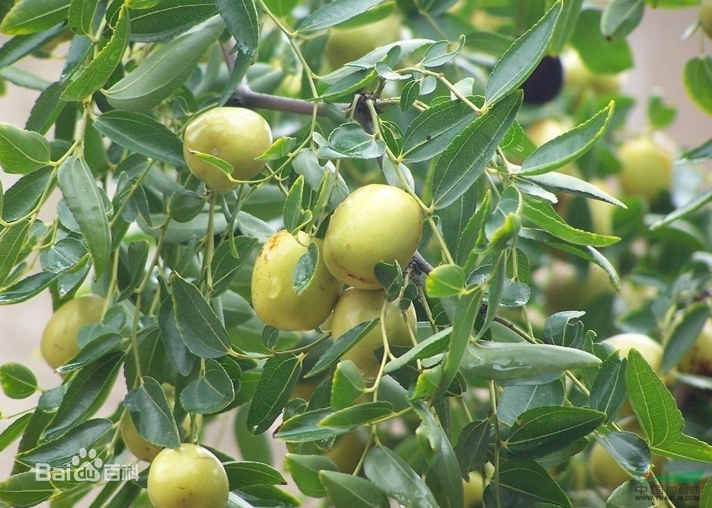 龙爪枣