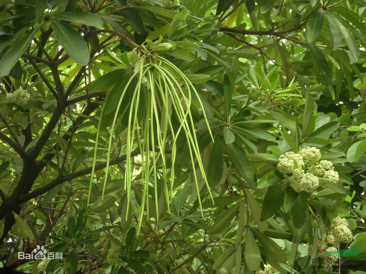 夹竹桃科 鸡骨常山属 糖胶树  种  名: 学   名:alstonia scholaris