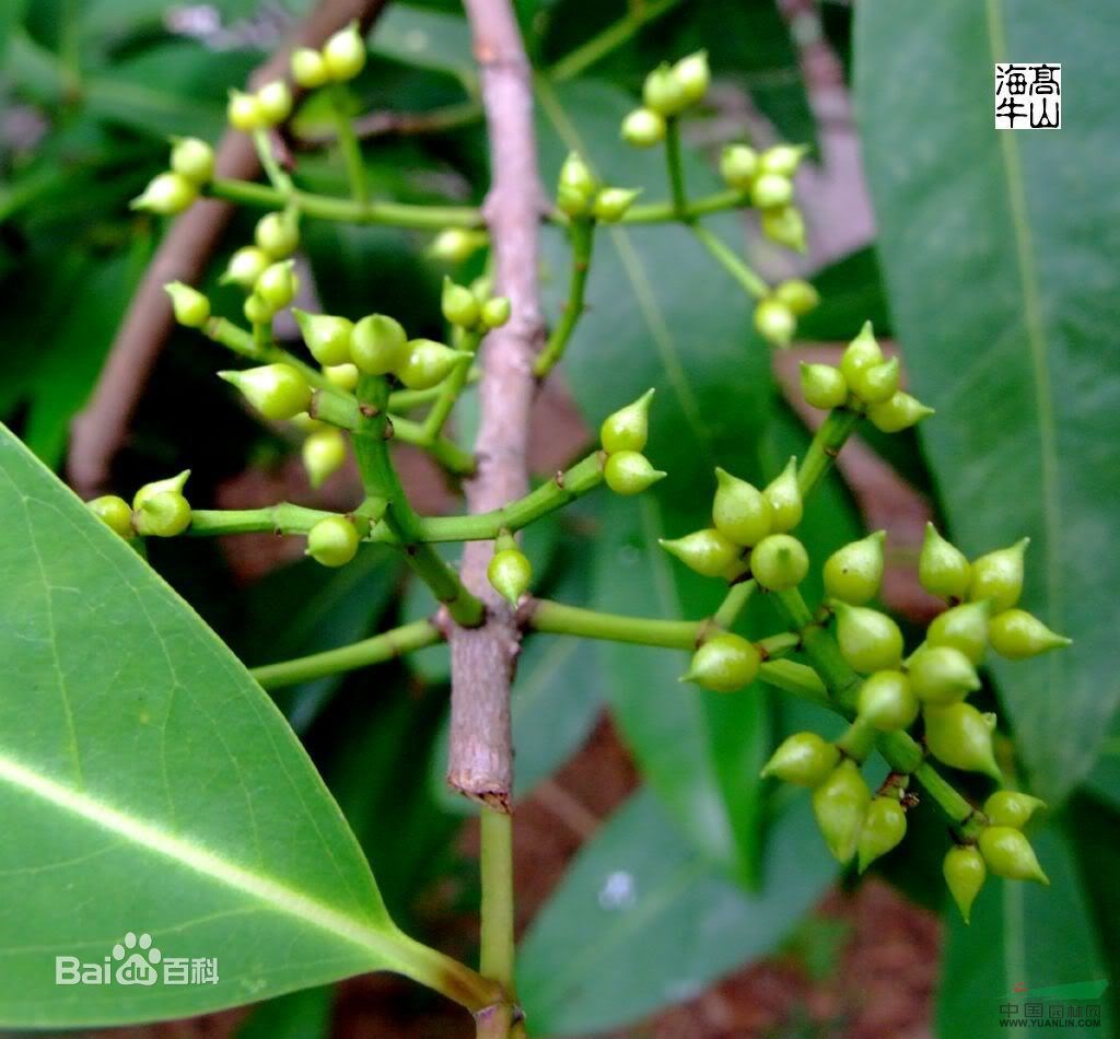 水翁_水榕_水翁价格_植物库-园林网