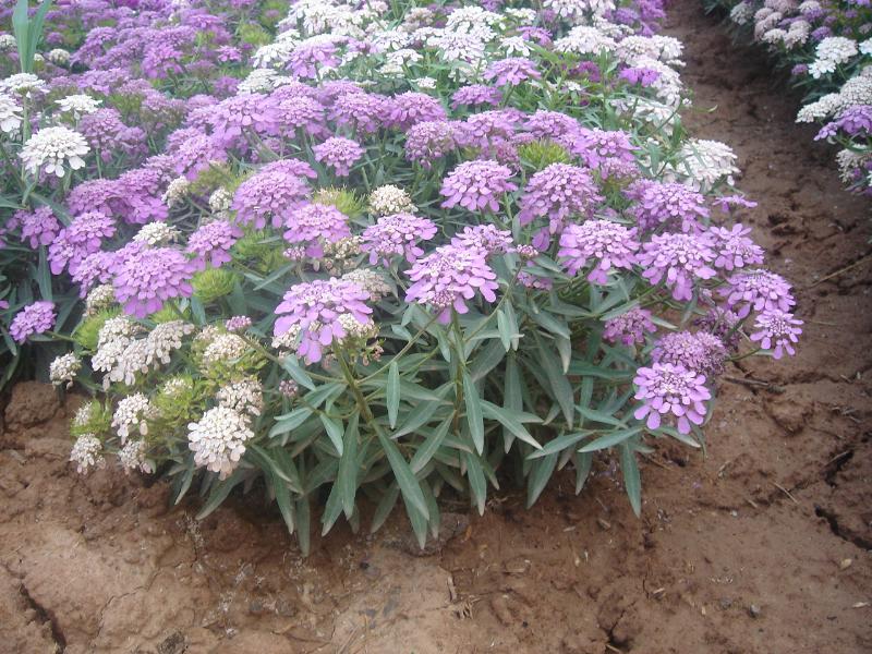 翠菊(矮生),地膚,飛燕草(一年生),蜂室花