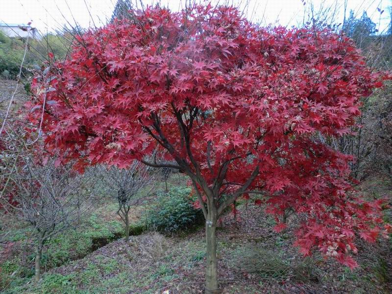 紅楓_紅楓供應_溪口大明花木場_中國園林網