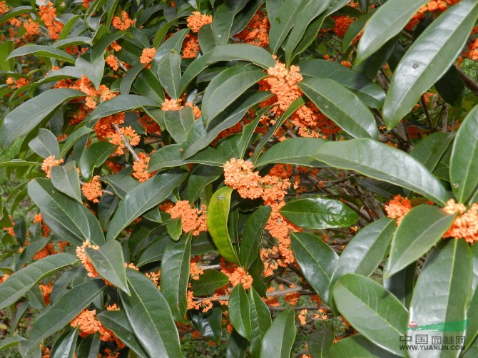 直銷狀元紅桂花 丹桂