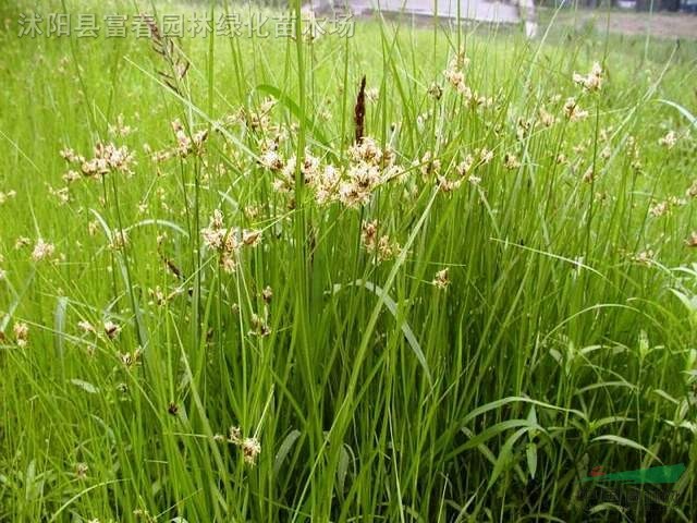 黑三棱,黑三棱苗,别称:三棱,泡三棱,黑三菱基地,黑三菱价格