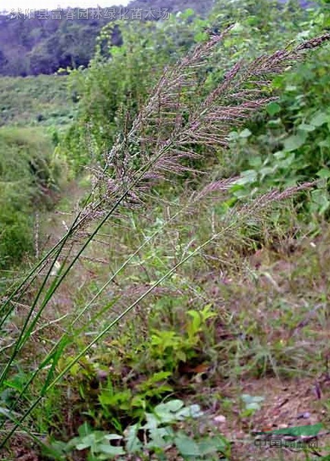 野古草种子,野古草种苗,别名:野枯草,硬骨草,马牙草