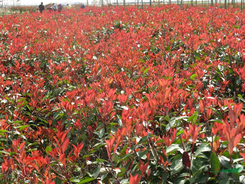 低價批發 紅葉李 浙江嵊州苗木基地 價格公道