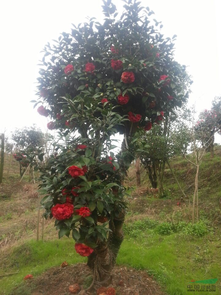 野生茶花樹