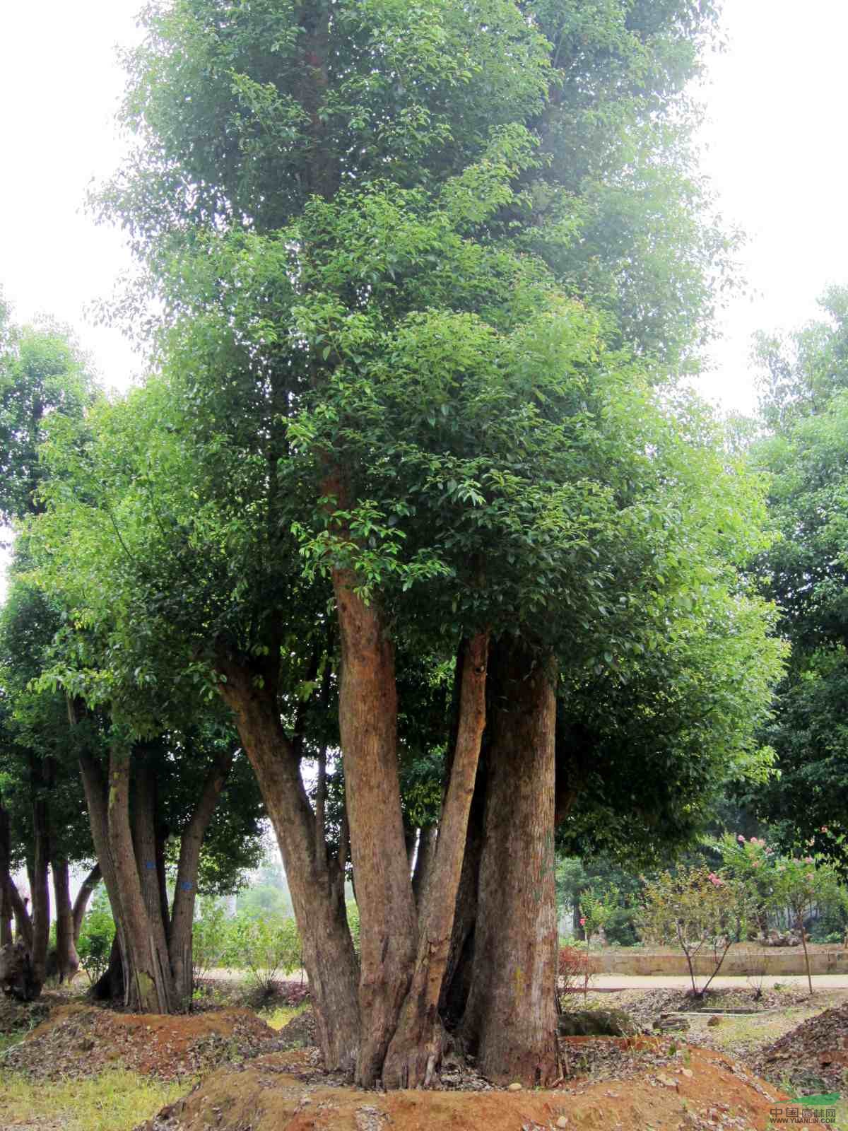 首頁 綠化苗木頻道 苗木供應 綠化苗木 喬木 園林供應20公分移植多杆