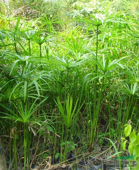 伞草报价/湖南伞草报价