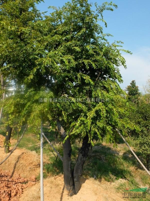 沙朴树图片 植物图片