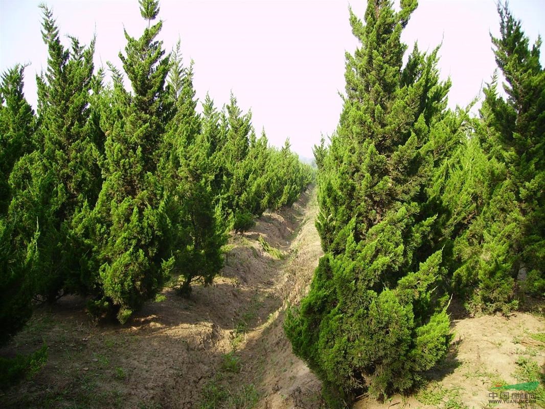 市浦口區康寧園藝場: 【常青苗木】:雪松,廣玉蘭,紅葉石楠,香樟,蜀檜