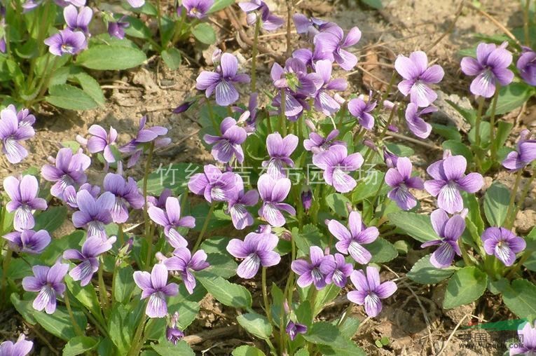 紫花地丁,紫花地丁價格,紫花地丁圖片