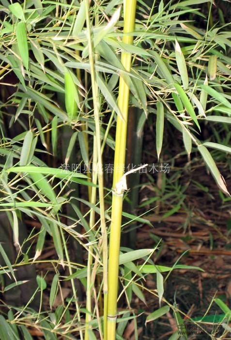 供应绿化竹子 风景竹子 黄杆金竹